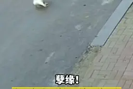 孽缘！8月29日，吉林公主岭，拿过母鹅的蛋被公鹅记仇，#公鹅见到拿过蛋的女主人就追着咬 视频封面