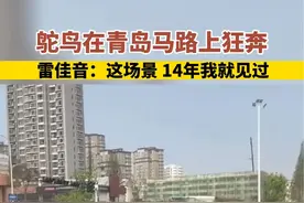 鸵鸟在青岛马路上狂奔#雷佳音：这场景14年我就见过