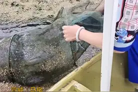 画面真暖心！好心人救助野生动物，放其回归大自然。视频封面