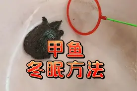 比乌龟还好养的动物，中华鳖哪里过冬根本不用愁，甲鱼冬眠方法视频封面