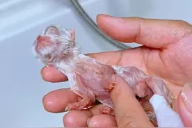 初生小猫怎么抢救#科学养宠攻略 #科学养猫 #初生小猫洗澡 #出生小猫 #小猫接生视频封面