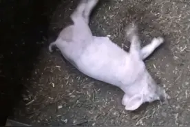 猪链球菌症状讲解视频封面