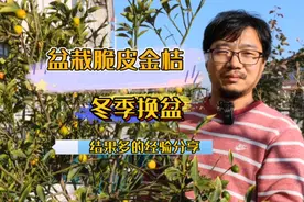 盆栽脆皮金桔这样养护结果多，这样去换盆土长的好视频封面