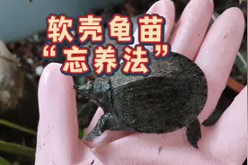 甲鱼苗在鱼缸里怎么养？掌握软壳龟苗忘养法，养好鳖苗不怕白点