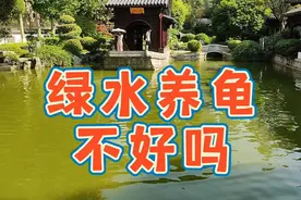 绿水养龟不好吗？绿水养乌龟的好处和坏处，不使用绿水养龟的原因视频封面