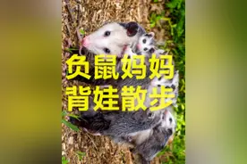 负鼠可不是老鼠，而是哺乳纲负鼠目的有袋类动物，负鼠妈妈会把宝宝放背上保护它们。视频封面