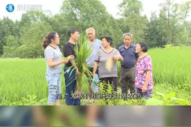 渠县：及时防治穗颈瘟 确保水稻丰产丰收#渠县 #振兴乡村 #水稻 #农业 @抖音短视频 