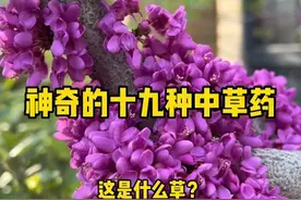 这十九种农村常见的植物你的家乡都有吗？有别的叫法吗？#植物#车前草 #地黄 @抖音短视频视频封面