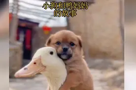 小狗从小没有妈妈，是鸭妈妈把它带大的……视频封面