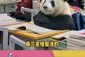 #萌兰转型成为Tony兰 让你模仿没让你超越！#熊猫 #萌兰么么儿视频封面