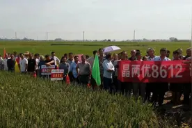 晶两优8612，熟期适中、高产抗倒，种植大户抢着种的好品种。视频封面