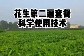 花生第二遍高产套餐，什么时间打？套餐药剂配方是什么？