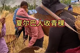 朱峰脚下夏尔巴人收青稞，给大家分享这里的生活#现场实拍 #夏尔巴人 #农村生活 #陈塘沟视频封面