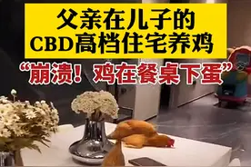 父亲在儿子的CBD住宅养鸡 满屋的活鸡遍布阳台、厨房、客厅...