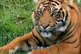 （二十六）“虎威”竟然是老虎身上的一块骨头视频封面