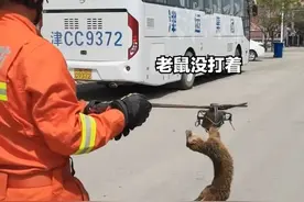 消防员话痨式解救被困黄鼠狼。#天津消防 #救援名场面视频封面