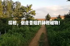 揭秘香烟是由什么样的植物做成的！人生不易，且行且珍惜！视频封面
