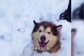 #南北方过冬搞笑日常#狗狗冬天见雪后的反应，双击关注怼一怼视频封面