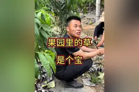 有人不明白，为什么果园里的草越多越好。#三农 #支持三农扶持三农发展 #传播农业小知识