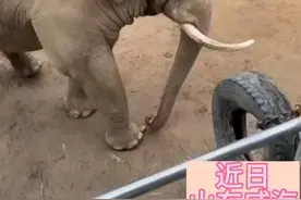小朋友的鞋子掉进象园 大象用鼻子卷起来归还 网友：山东的大象也是“好客大象”视频封面