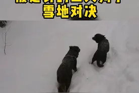 中了定身术的狗子...视频封面