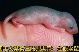 中国十大禁菜三吱儿老鼠：生吃老鼠崽（病毒极多）视频封面