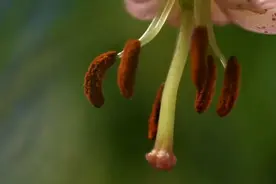 身在异地，思念家乡视频封面