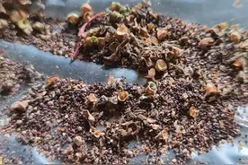 这个是马齿苋种子，马齿苋作用可以拿来做菜的野菜，具有降糖视频封面