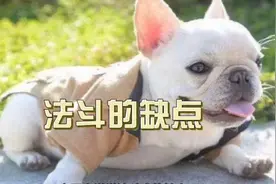 法斗的缺点视频封面