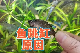 想不开还是向往外面的世界？鱼跳缸的原因，养鱼预防鱼跳缸的方法视频封面