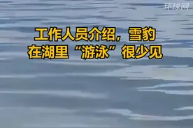 围观！难得一见的雪豹“游泳”画面视频封面