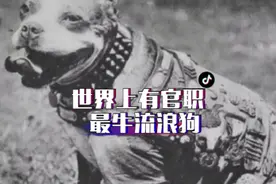 世界上最牛,官职最大的流浪狗#狗狗