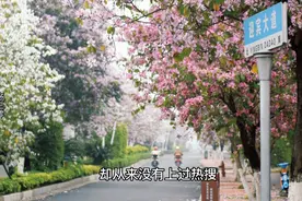 到了广西，请来贵港看一看，迎宾大道都是紫荆花！#广西 #旅游视频封面
