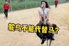 古代人类为什么不拿鸵鸟来当通勤的坐骑呢？ #鸵鸟 #坐骑 #动物世界视频封面