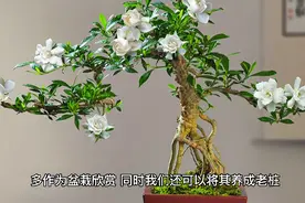 栀子花下山桩怎么栽才能成活？#一花一草一世界 #养花人的乐趣