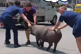 二师兄，回笼喽！#消防救援 视频封面