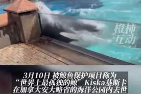 世界上最孤独的虎鲸去世！自1979年以来一直被圈养，5个孩子全都夭折……#热点新闻事件 #虎鲸视频封面