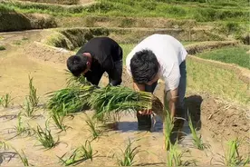 今天咱们俩兄弟开始插秧了，我们这些秧苗是种大米，因为山区里面交通不方便都是靠人工干活，希望大家不要嫌弃🙏视频封面