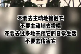 野生貉出没社区 “貉”谐共处谨记“四不”#上海松江#动物#野生貉视频封面