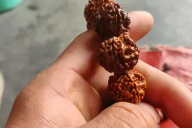 天然正宗尼泊尔包浆金刚手串五瓣大金刚菩提手链2.0金刚手串文视频封面