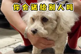 养了5年的泰迪，大姐却忍痛送人，得知背后原因让人泪目… #萌宠出道计划 #狗狗 #泰迪视频封面