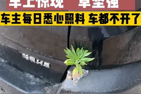 车上惊现“草坚强”  #草坚强 #轿车上的草坚强 车主每日悉心照料，车都不开了视频封面