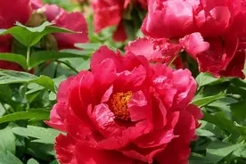 女人如花，重在心态，人老心不老，你永远是一朵绽放的牡丹花！视频封面