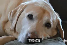 狗狗流泪这几种原因！跟健康有关，请不要忽视了！#养狗视频封面