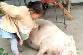 6月9日四川成都，女孩拿出杀猪的架势挠痒痒，小猪一脸享受任她摆布视频封面