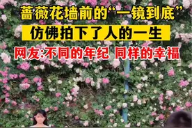 蔷薇花墙前的“一镜到底”仿佛拍下了人的一生@天中晚报 @驻马店网