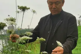 南鹤虱  每天认识一种中药材，今天认识一下南鹤虱。也就是野胡萝卜的种子。野胡萝卜在不同地方有不同的叫法，不知各位朋友当地叫什么名字，有什么不同的用途，欢迎分享。#野胡萝卜 #中医中药 #大自然的馈赠视频封面