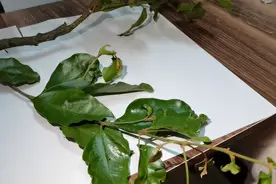 这条叫黄皮木寄生茶