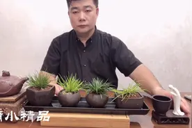 菖蒲小精品.盆景艺术视频封面