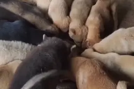 肉狗疫病发生的原因，机体与环境密切相关视频封面